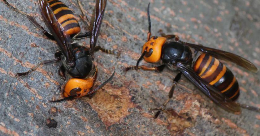 What are Asian giant hornets, and are they really dangerous? 5 questions answered