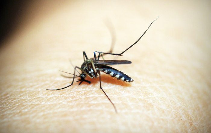 An argument for gene drive technology to genetically control insects like mosquitoes and locusts