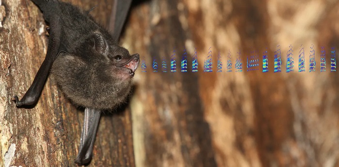 Hinting At The Evolution Of Human Language – Bat Pups Babble And Bat Moms Use Baby Talk