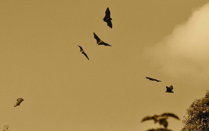 Highway Departments Find Bats Roosting Under Bridges With The Help Of Artificial Intelligence