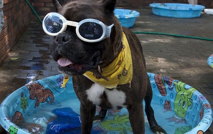 If People Can Be Fashionable Why Not Dogs? Woof