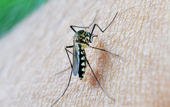 Why Are Some People Mosquito Magnets And Others Unbothered? Metabolism, Body Odor, Mindset?