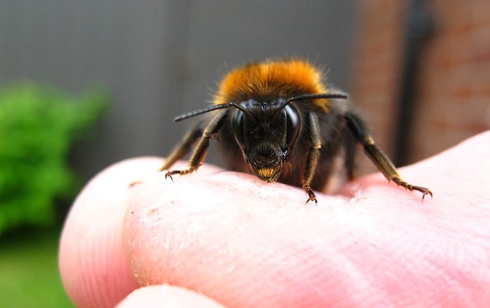 Climate Change And The Pressure On Bees