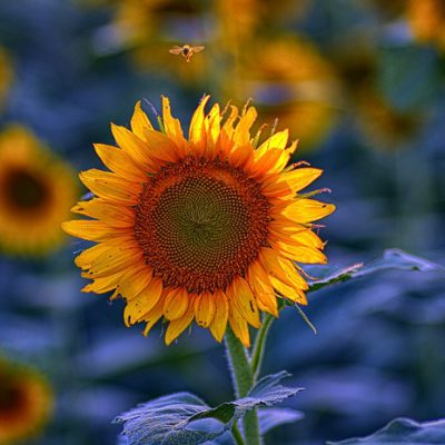 To Maximize Their Sun exposure Sunflowers Make Small Moves — Physicists Can Model Them To Predict How They Grow