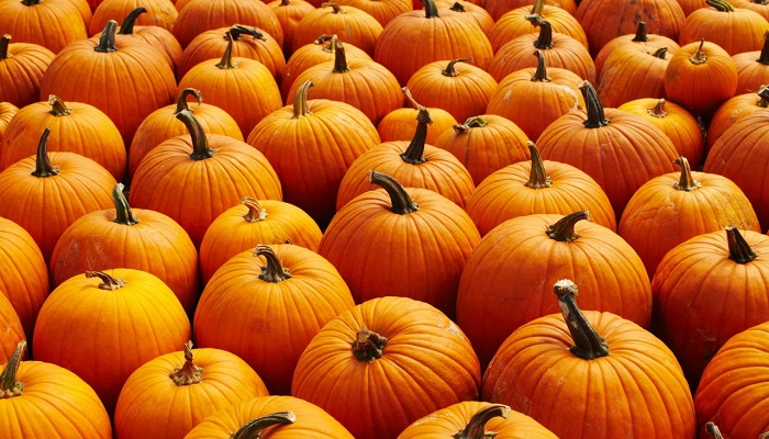 Can I Borrow Some Pumpkin Spice