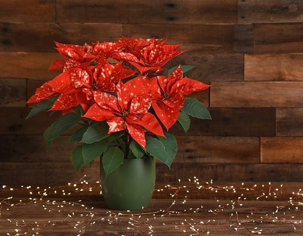 Make A Holiday Statement With Charming Poinsettias