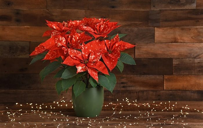 Make A Holiday Statement With Charming Poinsettias
